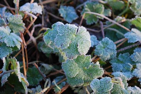 Frost, Sunshine And Blood