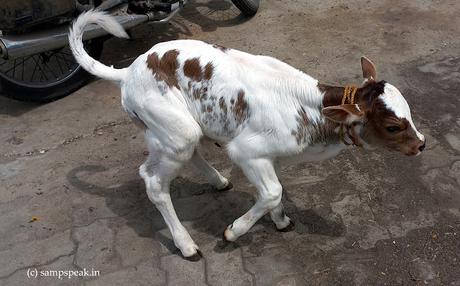 when one loves animals !!!