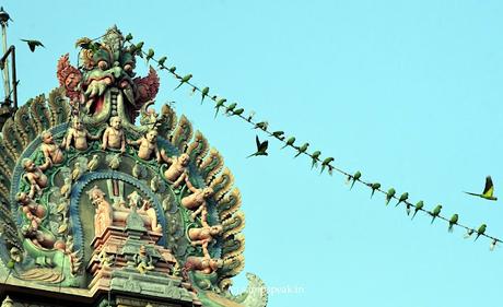 பச்சைக்  கிளி முத்துச்  சரம், முல்லை கொடி யாரோ