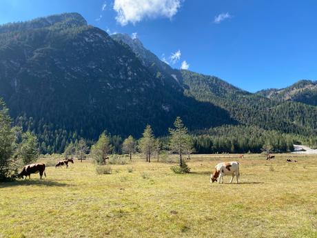 A day in Toblach exploring the surroundings A few happy cows