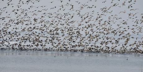 ducks of Pulicat !!