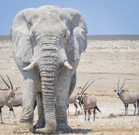 India play Namibia today ....... some interesting Tidbits !!