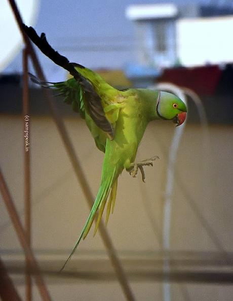 high-arm bowling action !!