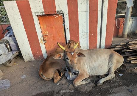 Cows of  Triplicane