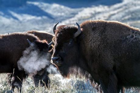 yellowstone national park wyoming, usa