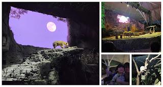 Night Safari Review