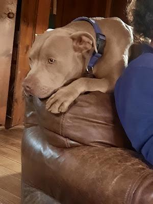 Gone to the Dogs