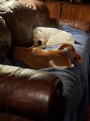 Gone to the Dogs