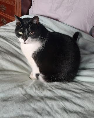 The Kittehs Would Like a Word The Kittehs Would Like a Word