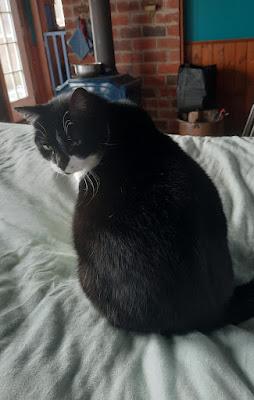 The Kittehs Would Like a Word The Kittehs Would Like a Word