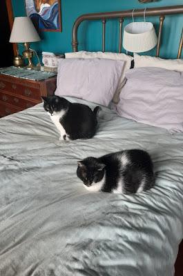 The Kittehs Would Like a Word The Kittehs Would Like a Word
