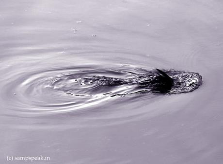 Plunge deep to know what it is !!