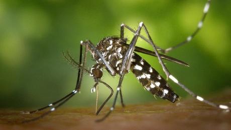 13,416 Dengue cases reported in first two months of 2026