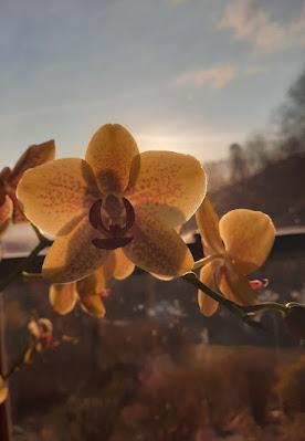 Orchids: An Appreciation