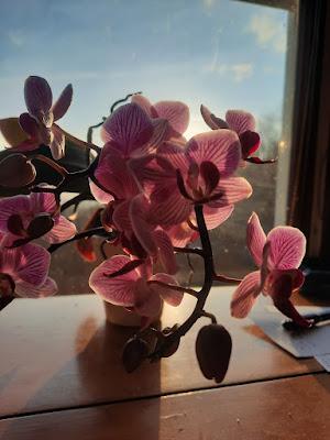 Orchids: An Appreciation