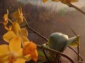 Orchids: Appreciation
