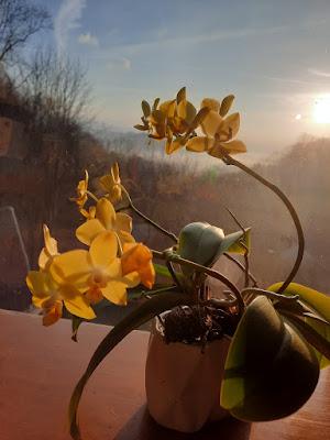 Orchids: An Appreciation