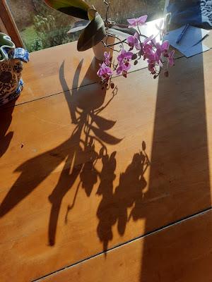 Orchids: An Appreciation