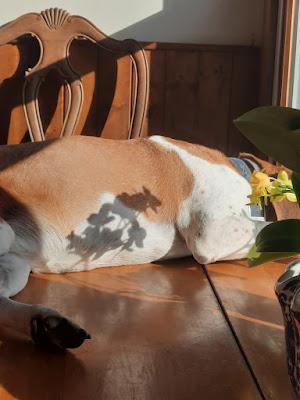 Orchids: An Appreciation