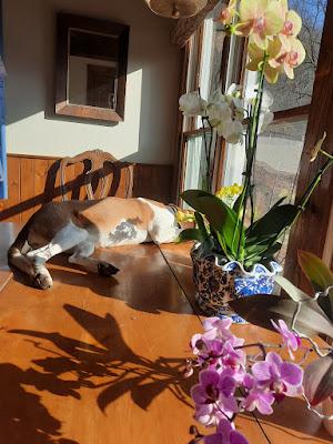 Orchids: An Appreciation