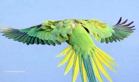 தலையைக் குனியும் தாமரையே  !   Parakeet !!