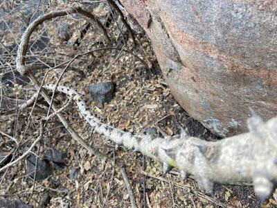The thorny flogging we received from the forests of Acchalu