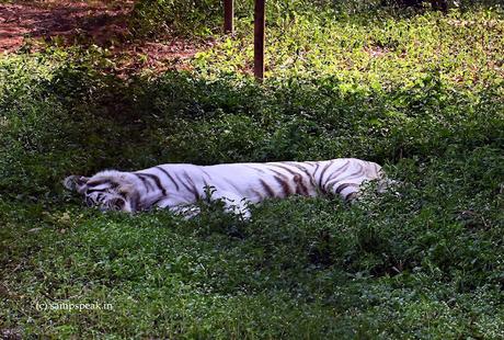 Tiger-nap  !  (Catnap) - sleep without guilt !!