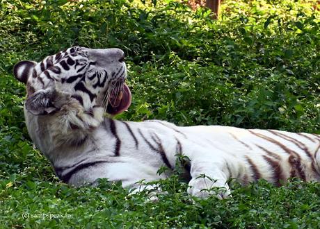 Tiger-nap  !  (Catnap) - sleep without guilt !!
