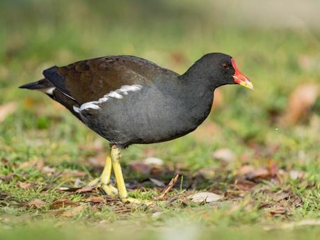 Flirty Birds and Ruffled Feathers