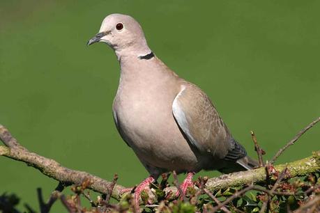 Flirty Birds and Ruffled Feathers