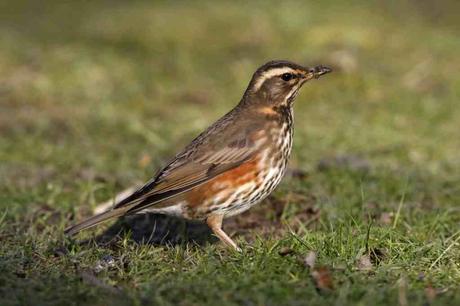 Flirty Birds and Ruffled Feathers