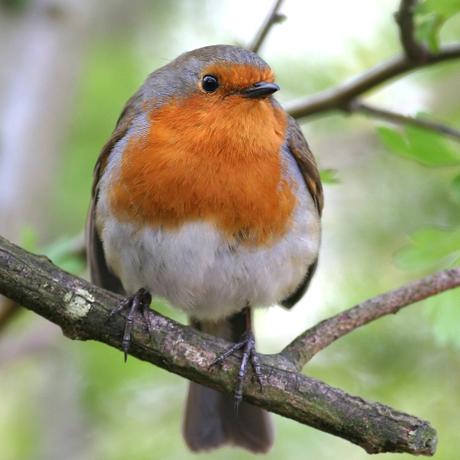 Flirty Birds and Ruffled Feathers