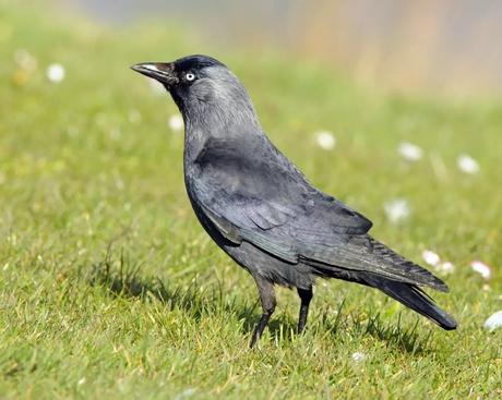 Flirty Birds and Ruffled Feathers