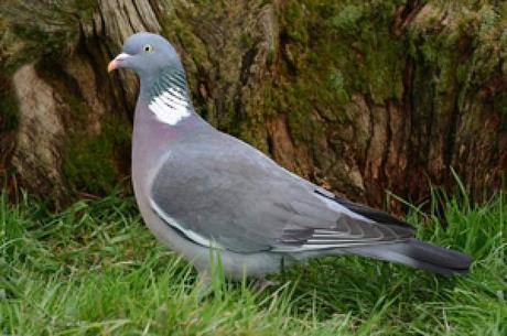 Flirty Birds and Ruffled Feathers