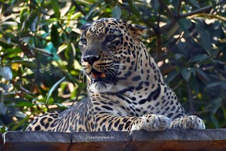 Siruthai !!!   ~   Panthera pardus fusca