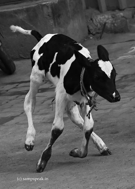துள்ளி துள்ளி விளையாட துடிக்குது மனசு ~  Calf jumping !!