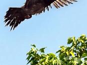 Pigeon Plumage
