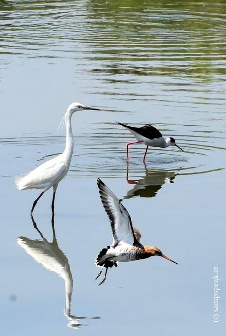 3 Birds in One frame !!  - missing shadow !?!?