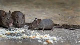 I GOT A CAT TO SOLVE A MOUSE PROBLEM—and Found Something Else Entirely... I GOT A CAT TO SOLVE A MOUSE PROBLEM—and Found Something Else Entirely...