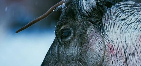 Sámi Rights Documentary LET OUR MOUNTAINS LIVE to Have North American Premiere