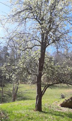 Springing Into Spring