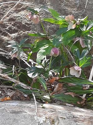 Springing Into Spring