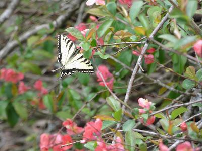 And Butterflies!