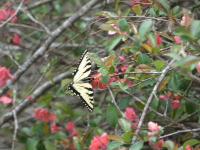 And Butterflies!