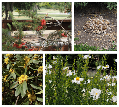 Plant Patterns