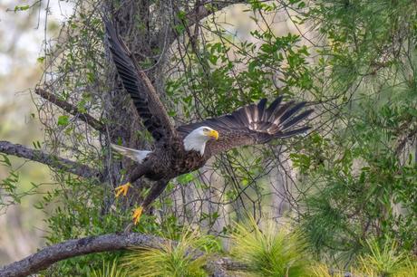 American Bald Eagle