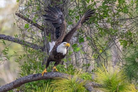 American Bald Eagle