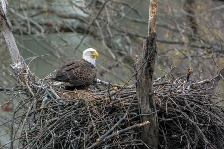 American Bald Eagle