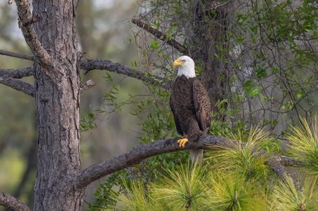 American Bald Eagle