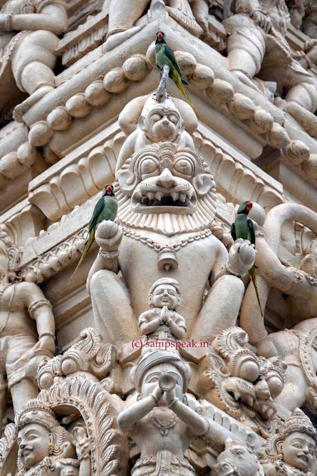 3 Parakeets !!  ~  கல்லிலும்   இறைமை !!  கிளிகளில்  இயற்கை. !!